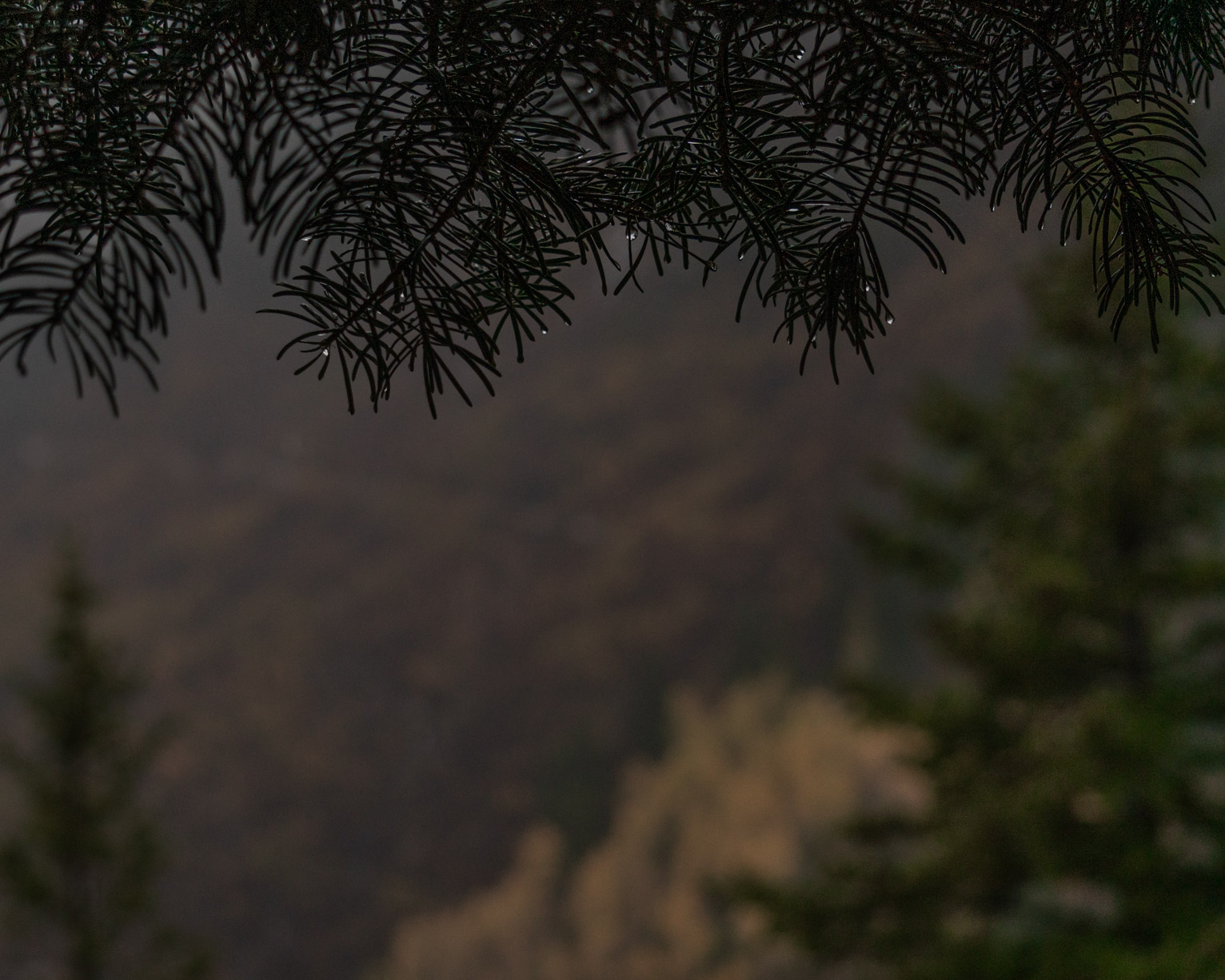 The close up needles of a fir tree have dewy little drops in them, behind blurry trees including a birch in its autumn yellow